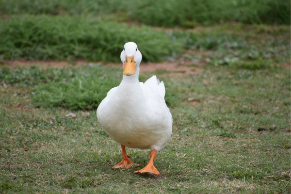 【Cluster Duck】の攻略：アヒルの不思議な世界の魅力